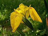 Iris pseudacorus 001