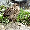 Kaptriel - Spotted dikkop - Burhinus capensis.jpg