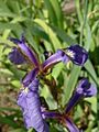 Kosaciec szczecinkowaty Iris setosa