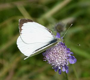 Large White. Pieris brassicae - Flickr - gailhampshire (1).jpg