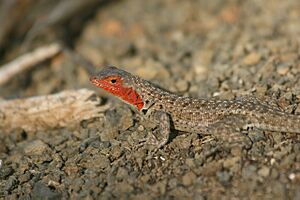 Lava lizard Ecuador 3233a.jpg