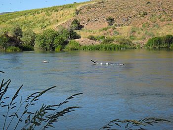 Link River Egret.jpg