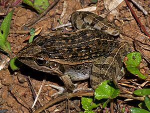Madagascar Grass Frog (Ptychadena madagascariensis), Andasibe, Madagascar (14156831413).jpg