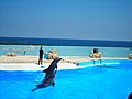 Mediterraneo dolphin show 1