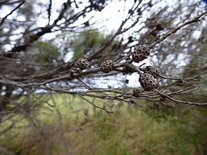Melaleuca osullivani (fruits)