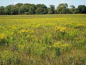 Photo of tallgrass prairie and woodlands at Midewin National Tallgrass Prairie