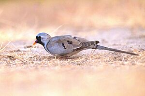 Namaqua Dove near Nalsarovar Bird Sanctuary