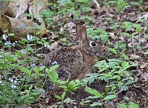North American Cottontail Rabbit