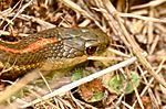 Northwestern Garter Snake - Del Norte County