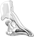 Olorotitan skull reconstruction
