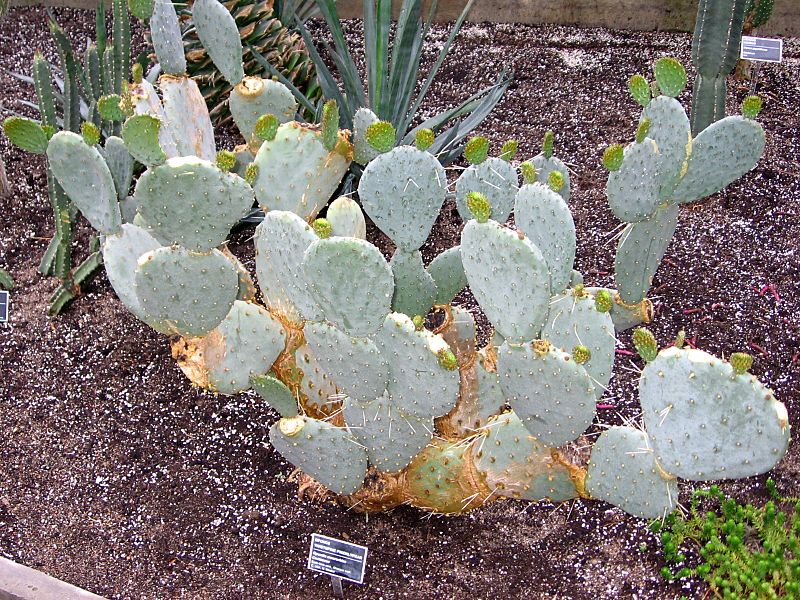 Opuntia macrorhiza - JBM