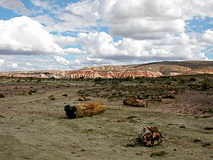 In the petrified forest