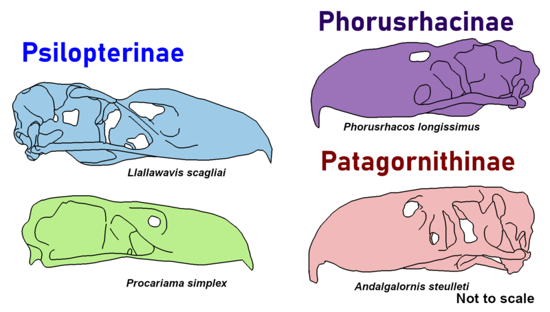 Phorusrhacid skulls comparison