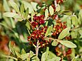 Pistacia lentiscus (male flowers)