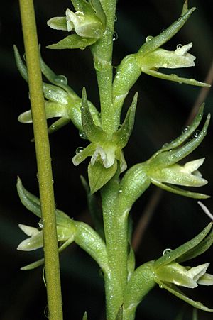 Prasophyllum lindleyanum.jpg