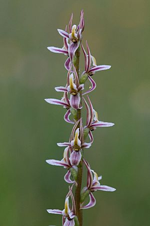 Prasophyllum petilum.jpg
