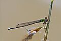 Pseudagrion dispar male