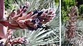 Puya ferruginea (8401526952)