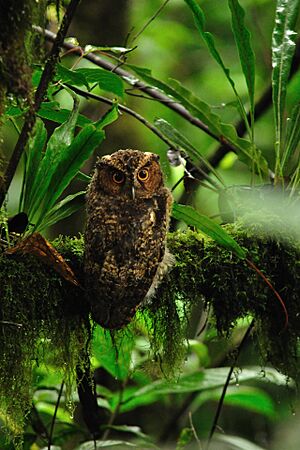 Rajah Scops Owl.jpg