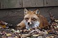 Red Fox, Beardsley Zoo, 2009-11-06