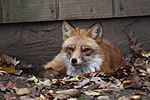Red Fox, Beardsley Zoo, 2009-11-06.jpg