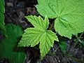 Rubus odoratus 2016-05-09 9979