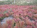 Salicornia rubra — Matt Lavin 003