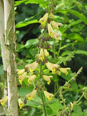 Salvia omeiana