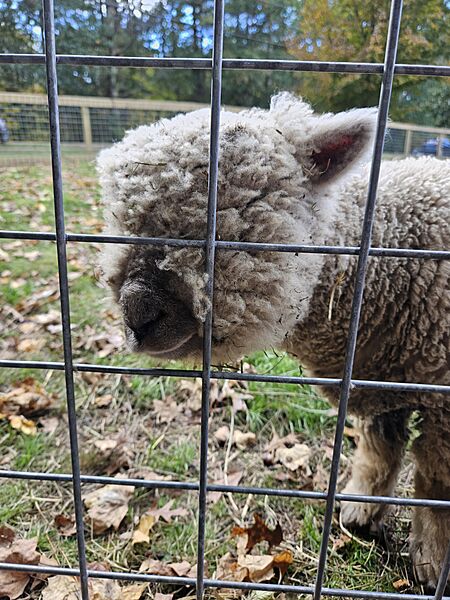 Sheepatmacsapples