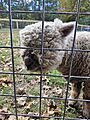 Sheepatmacsapples