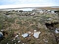 Sod House