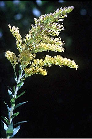 Solidago fistulosa01.jpg