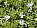 Starr 010818-0007 Bacopa monnieri