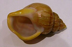 Struthiolaria vermis vermis (small ostrich foot) (base)
