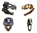 T. rex versus A. fragilis skulls