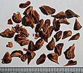 Taxodium distichum seeds, by Omar Hoftun