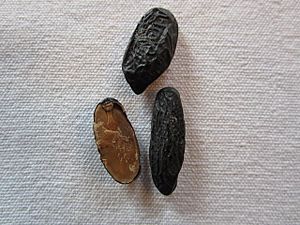 The smooth brown inside of the tonka bean