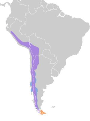 Thinocorus orbignyianus map.svg