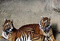 Tiger 032