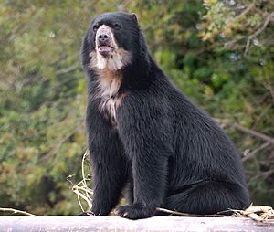 Tremarctos ornatus in Jardim Zoológico de Curitiba.jpg