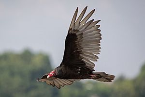 Turkey Vulture 6280