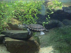 "Pseudemydura umbrina", Western swamp tortoise