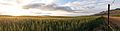 Wheat panorama