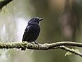 White-streaked Antvireo - Dysithamnus leucostictus