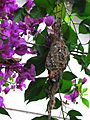 White-throated Gerygone Nesting 7