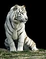 White tiger-Gunma Safari Park