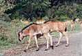 Wildebeest calves, Kruger