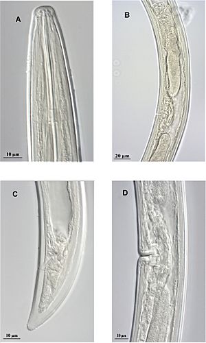 Xiphinema oxycaudatum (10.3897-zookeys.894.35281) Figure 2