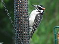 Young Hairy Woodpecker