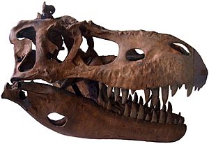 Albertosaurus skull cast
